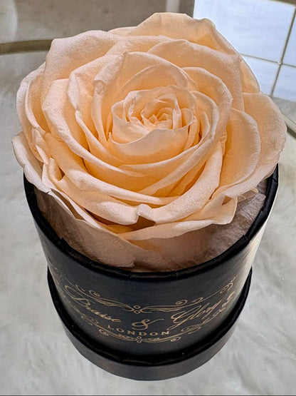 1 Round Rose Spring Edition