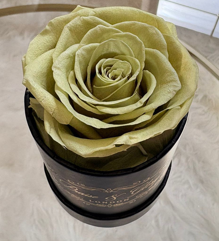 1 Round Rose Spring Edition