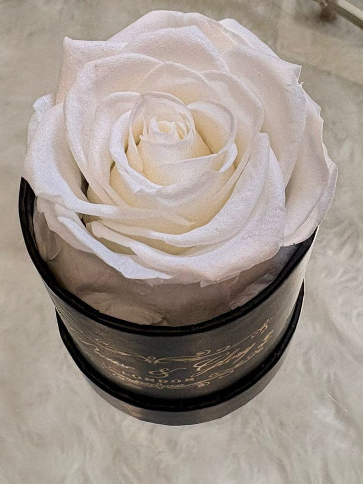 1 Round Rose Spring Edition